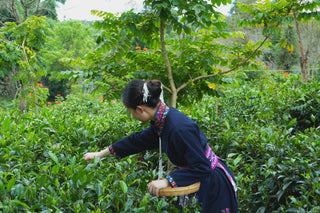 The Meaning Behind Our Collections